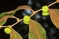 Glochidion ellipticum